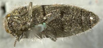 Media type: image;   Entomology 24407 Aspect: habitus ventral view